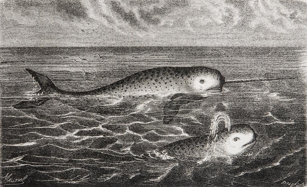 Narvales, macho y hembra Narvales, macho y hembra