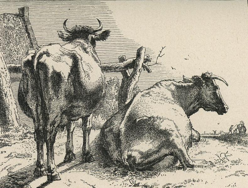 Las dos vacas, copia de aguafuerte de Paulus Potter