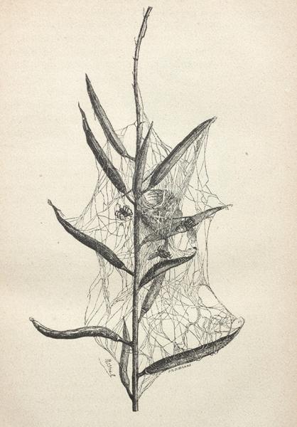 Nido de araña de mostaza silvestre