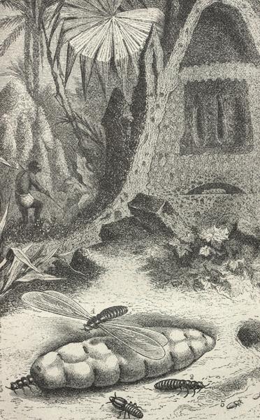 Nido de termitas belicosas en el África austral