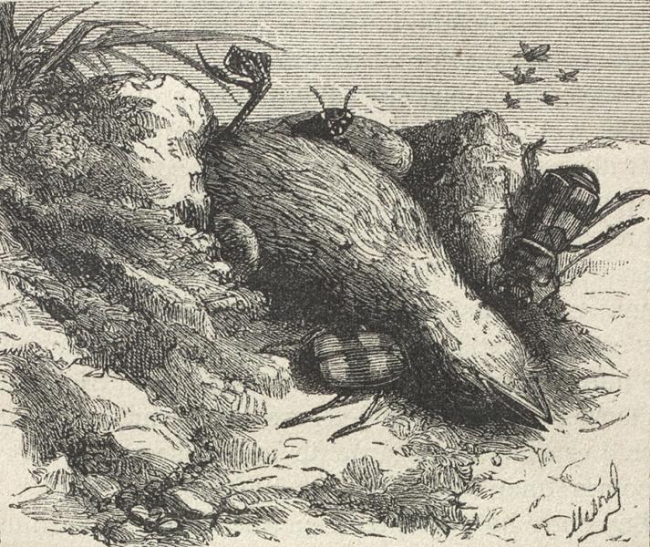 Necróforos enterrando un pájaro