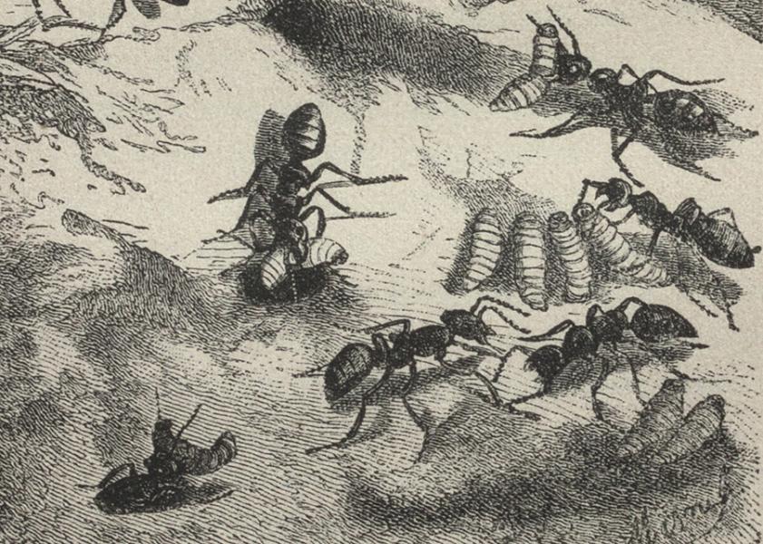 Las hormigas nodrizas