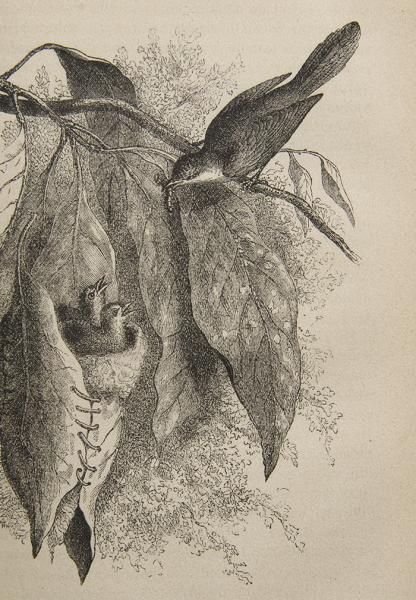 Nido de curruca costurera