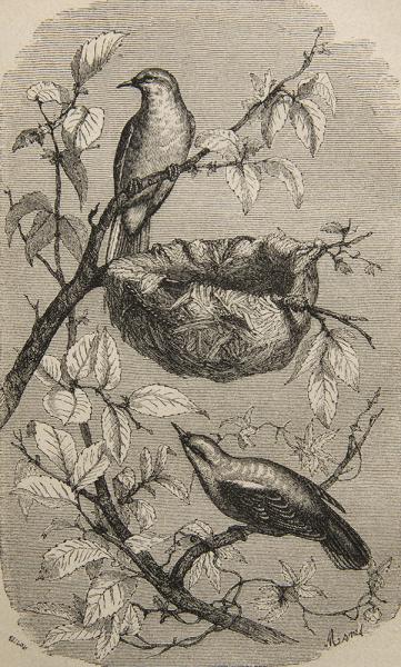 Nido de la oropéndola amarilla