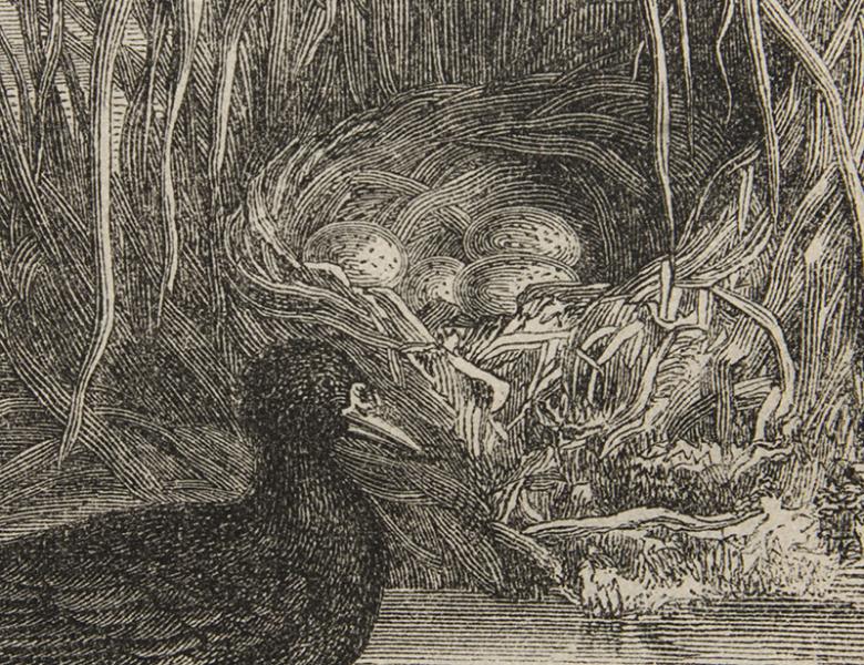 Detalle lámina Nido de polla o gallina de agua