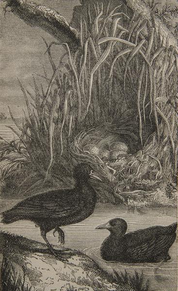 Nido de polla o gallina de agua