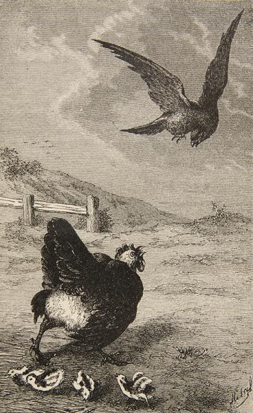 Gallina apercibiendo un ave de rapiña