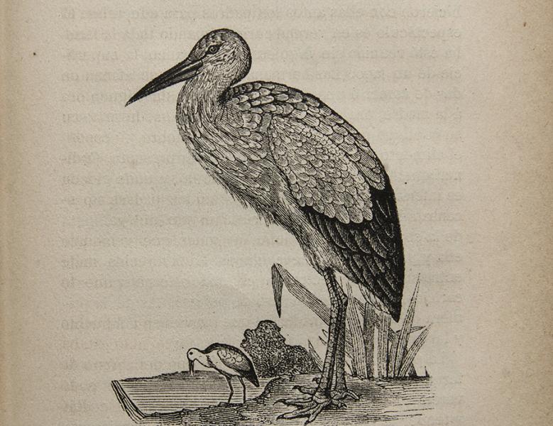 Cigüeña y su pequeñuelo