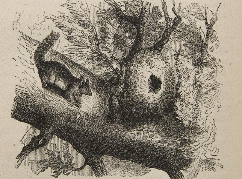 La ardilla y su nido