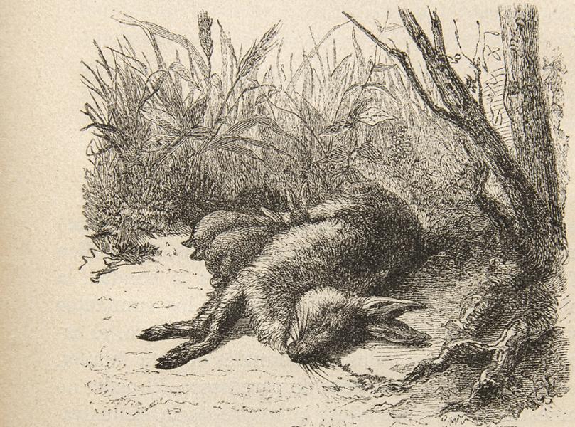 Muerte de una liebre amamantando a sus hijuelos