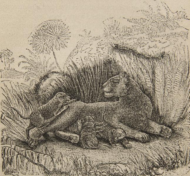 La leona y sus cachorros