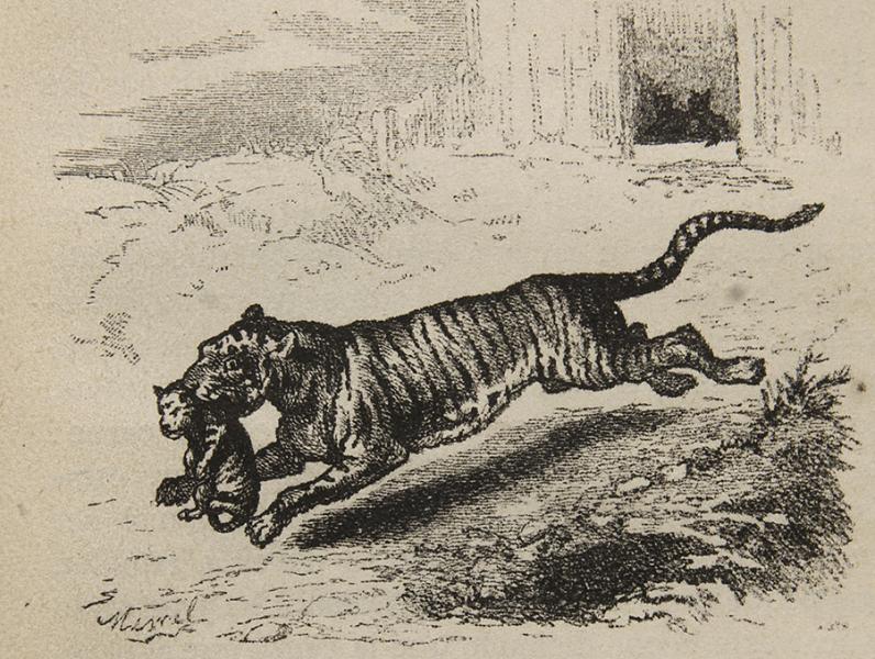 Tigre protegiendo a sus cachorros