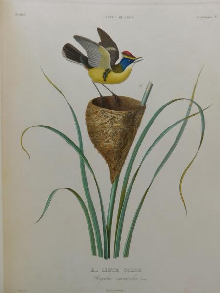 Sietecolores en la obra de Claudio Gay