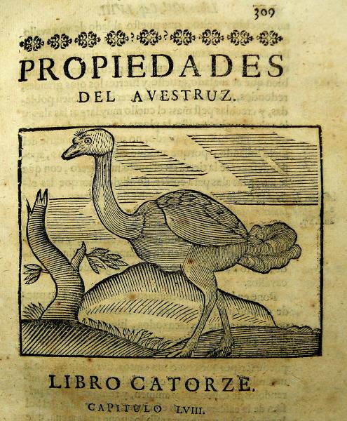 Ferrer. Gobierno. Aves. 1696 1.JPG Ferrer. Gobierno. Aves. 1696 1.JPG