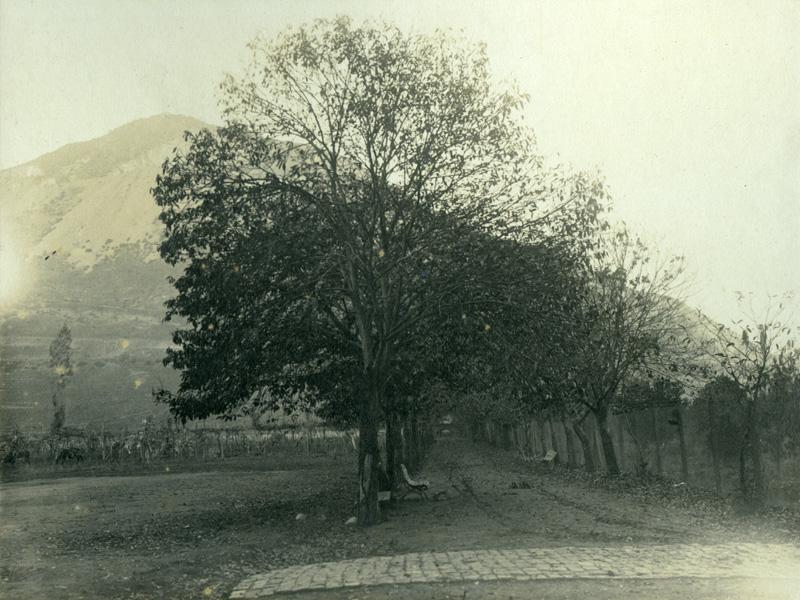Avenida de los castaños