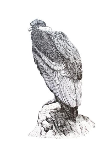 Cóndor Claus Cóndor Claus