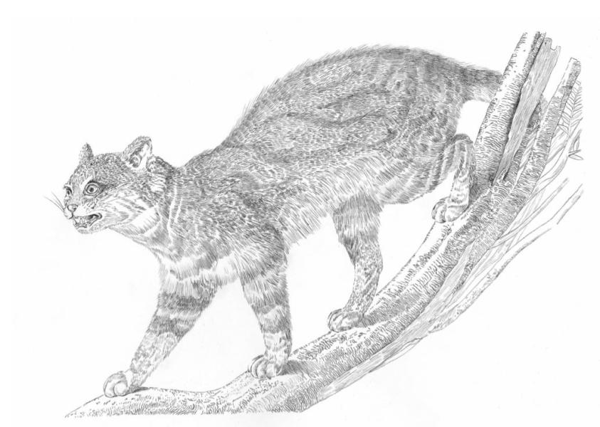 Huiña Gay Huiña Gay