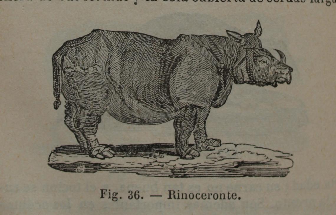 Rinoceronte Nata Gayoso